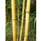 Bambusový kolík 75 cm 8-10 mm