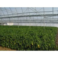 Fólia TVK 12x60m 0,15 UV 1 ročná S1N