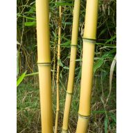 Bambusová tyč 180 cm 16-18 mm
