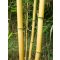 Bambusový kolík 150 cm 14-16 mm