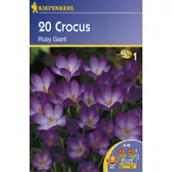 Krókus botanický, Kiepenkerl Ruby Giant 20 ks