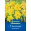 Cibuľky kvetov Narcis Dutch Master Kiepenkerl 5 ks