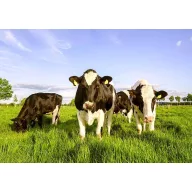 Pasienok Fauna zmes 20kg
