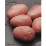 Sadbové zemiaky "Cleopatra" 50ks
