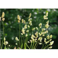 Reznačka laločnatá 20kg