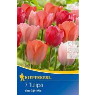 Cibuľky tulipánu Darwin-hybrid VAN EIJK 5 ks Kiepenkerl