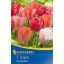 Cibuľky tulipánu Darwin-hybrid VAN EIJK 5 ks Kiepenkerl