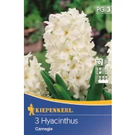 Hyacint cibule, voľnopoľné Kiepenkerl Carnegie 3 ks