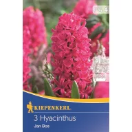 Hyacint cibule, voľnopoľné Kiepenkerl Jan Bos 3 ks