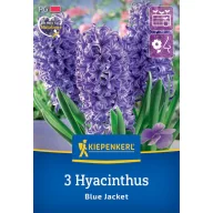 Hyacint cibule, voľnopoľné Kiepenkerl Blue Jacket 3 ks