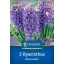 Hyacint cibule, voľnopoľné Kiepenkerl Blue Jacket 3 ks