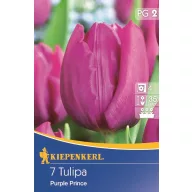 Tulipánové cibule, skorý Kiepenkerl Purple Prince 7 ks