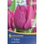 Tulipánové cibule, skorý Kiepenkerl Purple Prince 7 ks
