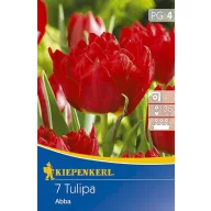 Tulipánové cibule, plný Kiepenkerl Abba 7 ks