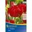 Tulipánové cibule, plný Kiepenkerl Abba 7 ks