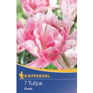 Tulipánové cibule, plný Kiepenkerl Finola 7 ks