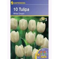Tulipánové cibule Triumf, Kiepenkerl White Dream 10 ks
