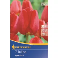 Tulipánové cibule Darwin-hybrid, Kiepenkerl Apeldoorn 7 ks