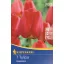 Tulipánové cibule Darwin-hybrid, Kiepenkerl Apeldoorn 7 ks