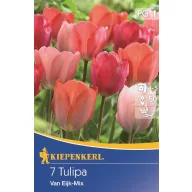   Tulipánové cibule Darwin-hybrid, Kiepenkerl Van Eijk Mix 7 ks