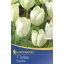 Tulipánové cibule Fosteriana, Kiepenkerl Weißer Kaiser 7 ks