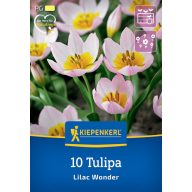 Tulipánové cibule, divé Kiepenkerl Lilac Wonder 10 ks