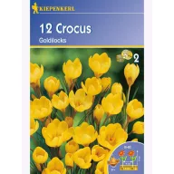 Krókus cibule, botanický Kiepenkerl Goldilocks 12 ks