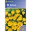 Krókus cibule, botanický Kiepenkerl Goldilocks 12 ks