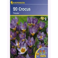 Krókus cibule, botanický Kiepenkerl Tricolor 20 ks