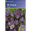 Krókus cibule, botanický Kiepenkerl Tricolor 20 ks