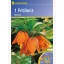 Korunkovka Kiepenkerl Aurora 1 ks