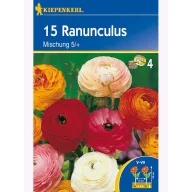 Blyskáč cibule zmes farieb, Kiepenkerl 15 ks