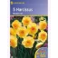 Narcis cibule Kiepenkerl Modern Art 5 ks