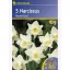 Narcis cibule Kiepenkerl Mount Hood 5 ks