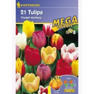 Tulipánové cibule Megapack, Kiepenkerl Triumf-Mix 21 ks