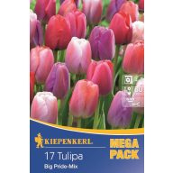 Tulipánové cibule Megapack, Kiepenkerl Big Pride-Mix 17 ks