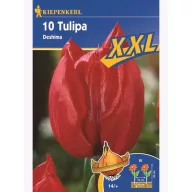 Tulipánové cibule XXL, Kiepenkerl Triumf Deshima 10 ks