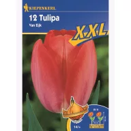 Tulipánové cibule XXL, Kiepenkerl Van Eijk 12 ks