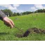 Pasca na krty a hlodavce "Mole trap" 2 ks