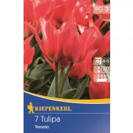 Tulipánové cibule Greigii, Kiepenkerl Toronto 7 ks