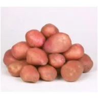 Sadbové zemiaky morené "Desirée" 50 ks