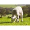 Pasienok Savanna zmes 25 kg