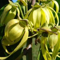 Ylang-ylang (Cananga odorata) 5 semien