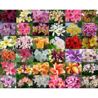 Pluméria (Plumeria rubra) 5 semien