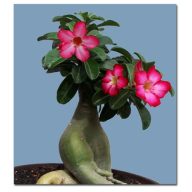 Púštna ruža (Adenium obesum) 5 semien