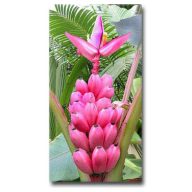 Banánovník zamatový Pink  (Musa velutina) 5 semien