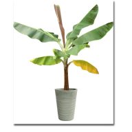 Banánovník sikimský  (Musa sikkimenis) 5 semien