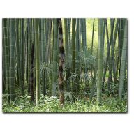 Moso bambus (Phyllostachys pubescens) 5 semien