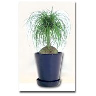 Slonia noha (Beaucarnea recurvata) 5 semien