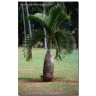Palma lahvicovitá (Hyophorbe lagenicaulis) 5 semien